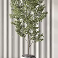 Two Bonsai Plants in White Ribbed Pots Against Wooden and Striped Wall with Natural Light