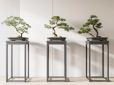 Three Bonsai Plants On Black Stands Against White Wall Modern Indoor Decor 3d model