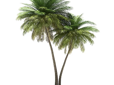 Tall Palm Trees with Lush Green Fronds and Strong Straight Trunks in Natural Tropical Setting 3d model