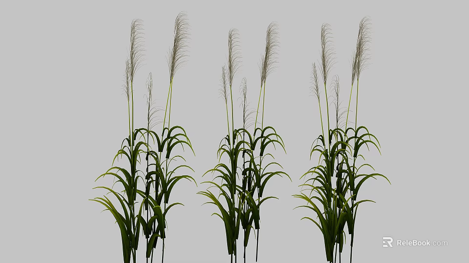 Tall Grass Plants With Slender Green Leaves And Feathery Plumes On Simple Gray Background 3d model 