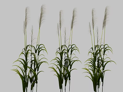 Tall Grass Plants With Slender Green Leaves And Feathery Plumes On Simple Gray Background 3d model