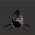 Catfish Carp Sturgeon Bass Freshwater Fish Various Carp Grass Carp Crucian Carp 3d model