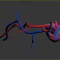 Detailed 3D Anatomical Model of Human Heart With Red Blue Blood Vessels