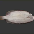 Single Fresh Pink And White Flat Aquatic Animal With Smooth Body