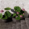 Traditional Garden Landscape with Pink Lotus Flowers Green Leaves and Stone Steps