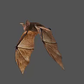 Bat With Large Ears And Red Nose Flying With Spread Wings In Mid Air