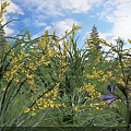 Vibrant Yellow And Purple Flowers Growing In Green Grass With Blue Sky And White Clouds