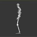 Detailed Robotic Skeleton Limbs With Mechanical Arms Legs Joints And Structures