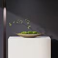 Bonsai Plant With Green Moss And Small Tree Branch In Ceramic Tray On White Stand
