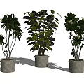 Beautiful Bonsai Potted Plants With Gray Concrete Pots And Lush Green Foliage