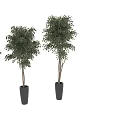 Three Stylish Decorative Potted Trees With Black Planters For Indoor Outdoor Garden Decor