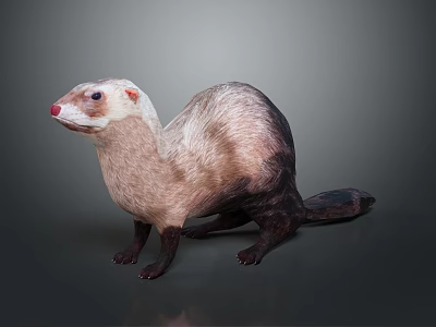 Soft Plush Ferret Stuffed Animal Toy With Light And Dark Fur Design 3d model