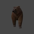 Realistic Brown Bear 3D Model Standing On Gray Background With Shadow