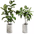 Lush Green Potted Plants in White Crackle Ceramic Pots with Vibrant Foliage