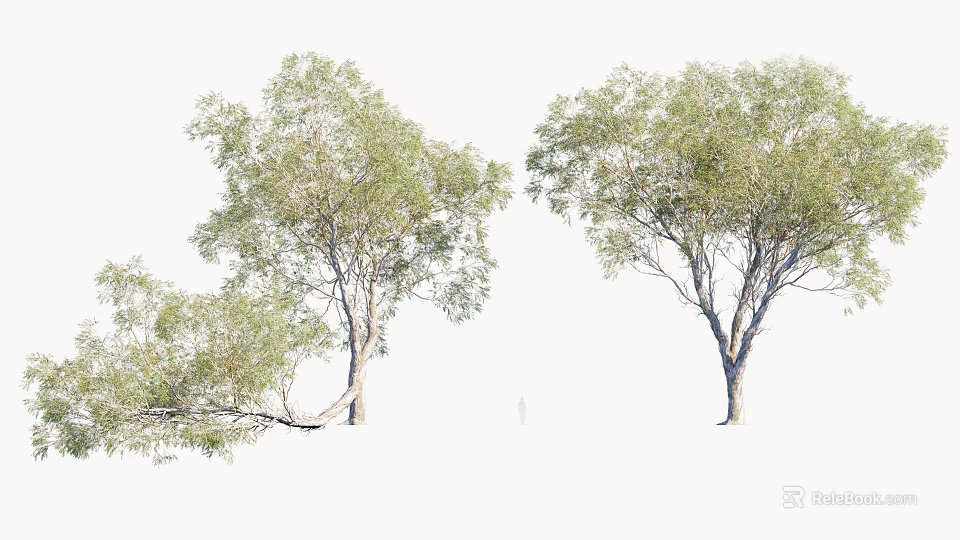Lush Green Arbor Trees With Tall Trunks And Dense Foliage In Natural Scene 3d model 
