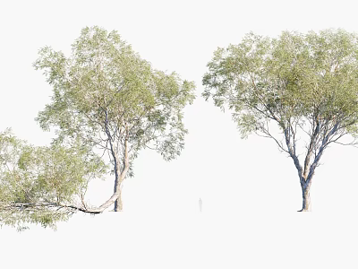 Lush Green Arbor Trees With Tall Trunks And Dense Foliage In Natural Scene 3d model