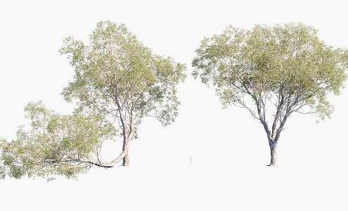 Plants Trees Arbor 3d model