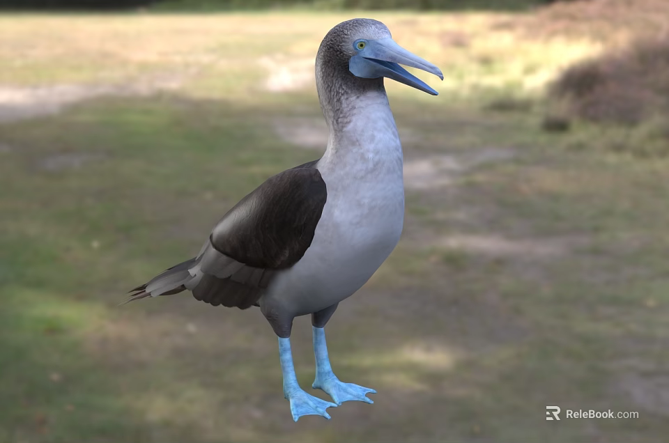 Blue Footed Bird with Grayish Blue Feathers Blue Beak Standing on Grassland 3d model 