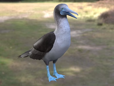 Blue Footed Bird with Grayish Blue Feathers Blue Beak Standing on Grassland 3d model