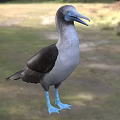 Blue Footed Bird with Grayish Blue Feathers Blue Beak Standing on Grassland