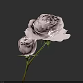 Beautiful Pink Rose With Small Unopened Bud Against Dark Gray Background