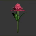 Vibrant Pink Flower Bloom With Green Leaves And Long Stem On Gray Background