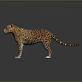 Stunning Leopard with Orange Black Spotted Fur Standing with Reflection on Dark Smooth Surface 3d model