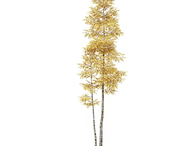 Tall Arbor With Golden Leaves Double Trunks And Lush Autumn Foliage 3d model
