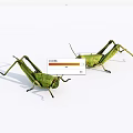 Two Green Reptiles With Long Legs On White Background Surface 3d model