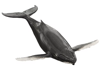 Realistic Black Whale Aquatic Animal Model With Detailed Fins And Tail 3d model