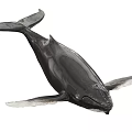 Realistic Black Whale Aquatic Animal Model With Detailed Fins And Tail