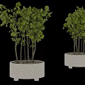 Green Leafy Bonsai Potted Plants in White Ceramic Planters with Lush Foliage and Slender Stems