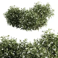 Lush Green Garden Shrubs With Dense Foliage And White Blossoms In Various Sizes