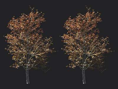 Two Arbor Trees Displaying Vibrant Orange And Green Autumn Leaves 3d model