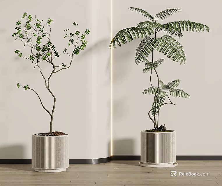 Leafy Bonsai and Fern Potted Plants in Ribbed White Pots for Indoor Decorative 3d model 