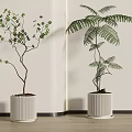 Leafy Bonsai and Fern Potted Plants in Ribbed White Pots for Indoor Decorative