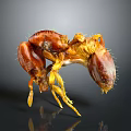 Detailed Close Up Of Brown Ant Showing Legs Antennae On Dark Reflective Background