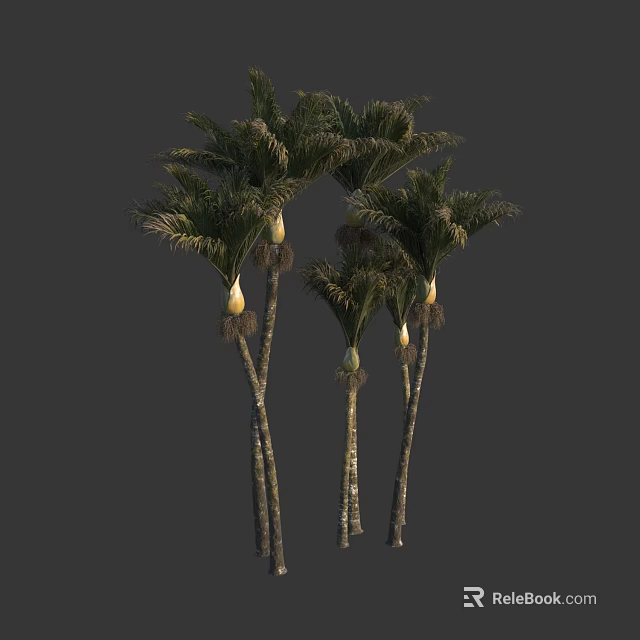 Palm Trees With Slender Trunks Green Palm Fronds And Yellow Buds In View 3d model 