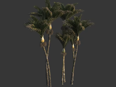 Palm Trees With Slender Trunks Green Palm Fronds And Yellow Buds In View 3d model