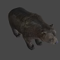 Realistic Brown Bear Standing On White Background With Detailed Fur And Posture