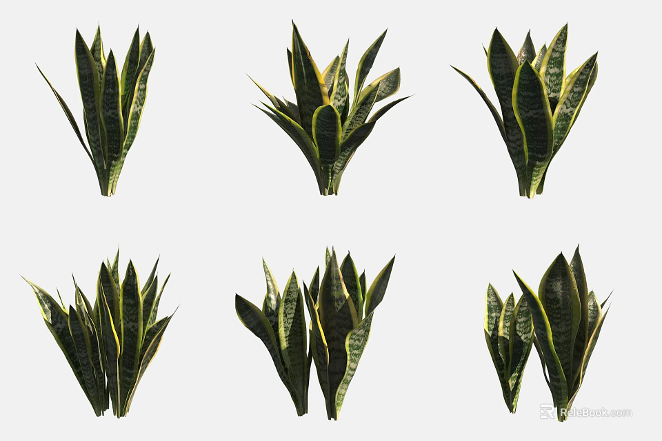 Potted Bonsai Snake Plants with Green Leaves and Yellow Edges for Indoor Decoration 3d model 