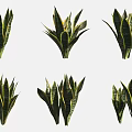 Potted Bonsai Snake Plants with Green Leaves and Yellow Edges for Indoor Decoration