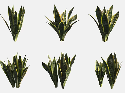 Potted Bonsai Snake Plants with Green Leaves and Yellow Edges for Indoor Decoration 3d model