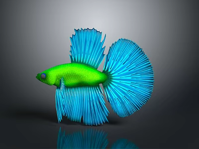Vibrant Green Betta Fish with Blue Flowy Tail Isolated on Dark Background and Reflective Surface 3d model
