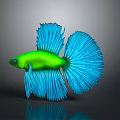 Vibrant Green Betta Fish with Blue Flowy Tail Isolated on Dark Background and Reflective Surface