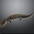 Brown And White Striped Lizard With Long Tail On Dark Background