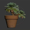 Green Succulent Plants With Rosette Leaves Growing In Terracotta Pot On Dark Background
