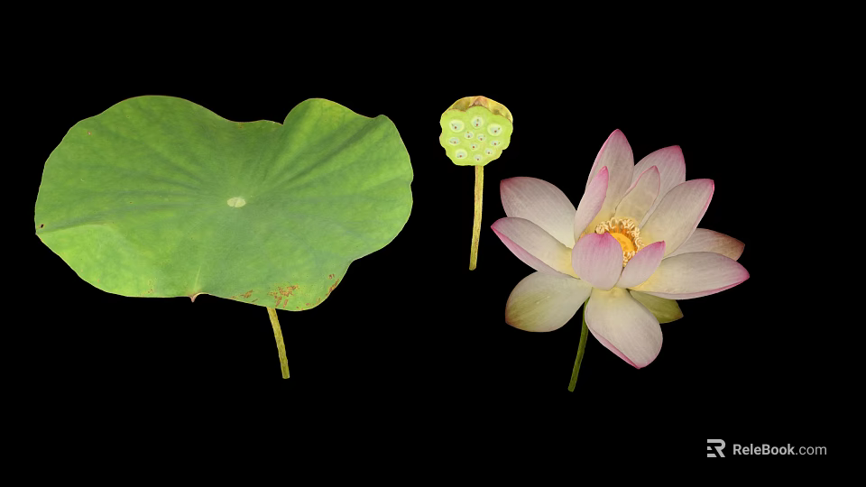 Fresh Green Lotus Leaf Pink Flower And Seed Pod Isolated On Black 3d model 