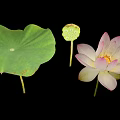 Fresh Green Lotus Leaf Pink Flower And Seed Pod Isolated On Black