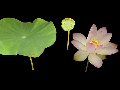 Fresh Green Lotus Leaf Pink Flower And Seed Pod Isolated On Black 3d model